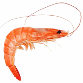 Seafood