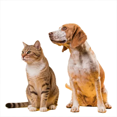 Pets